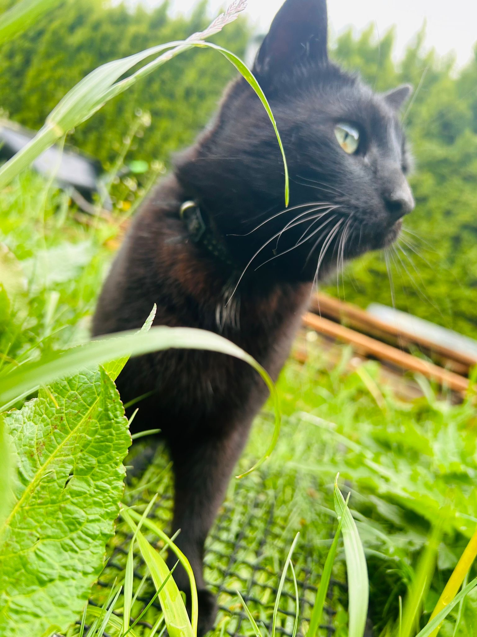 Vermisst: Kater Barsik