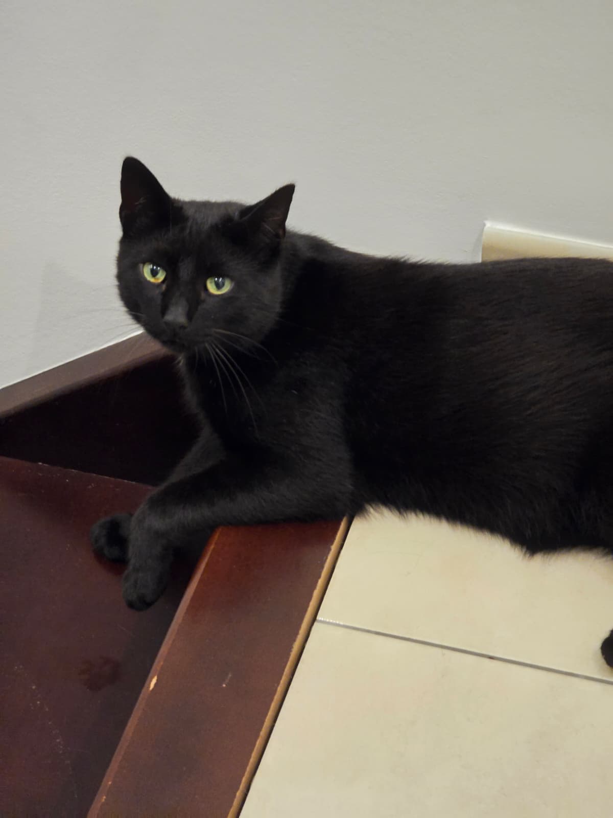 Vermisst: Kater Barsik