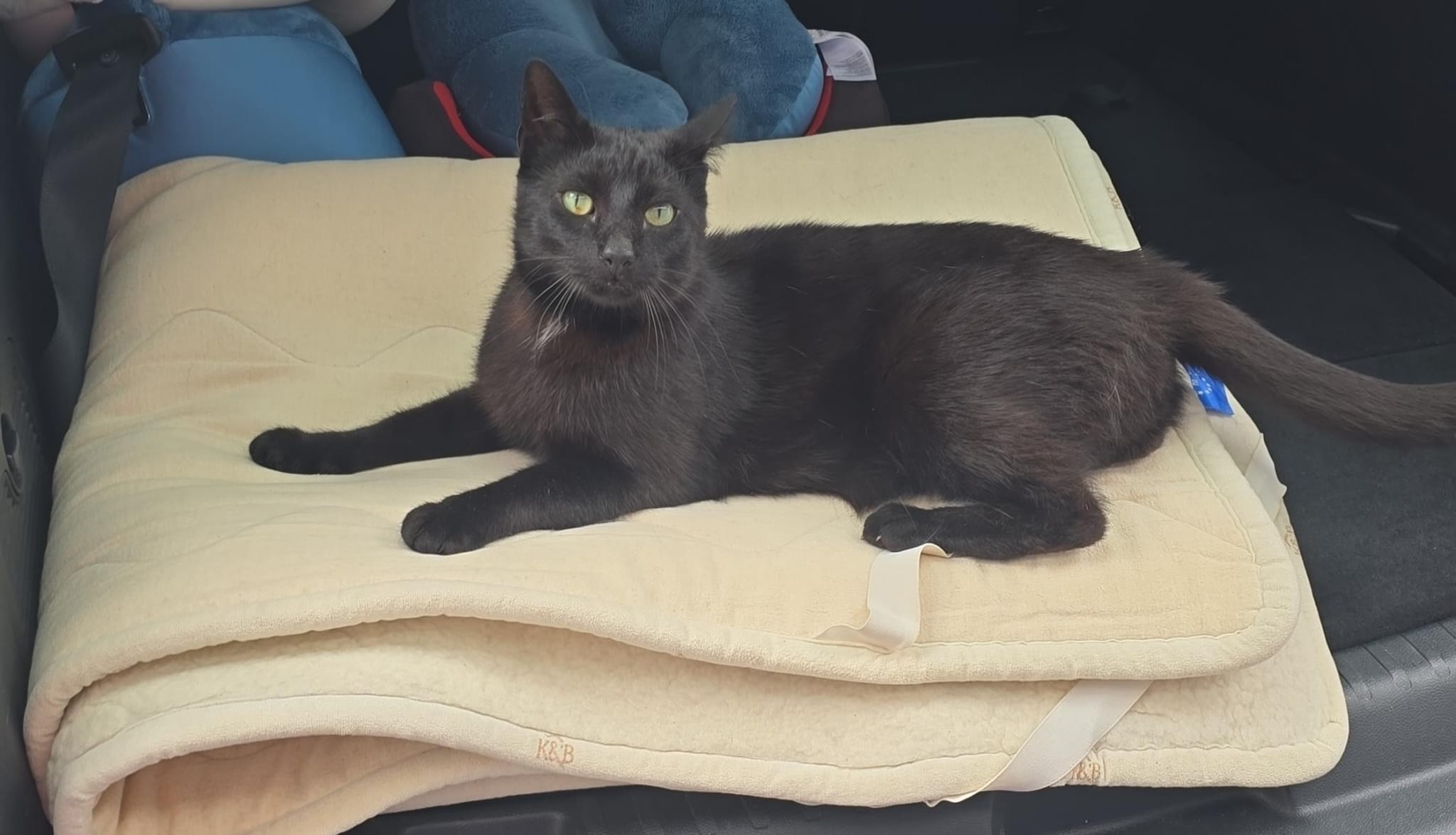 Vermisst: Kater Barsik