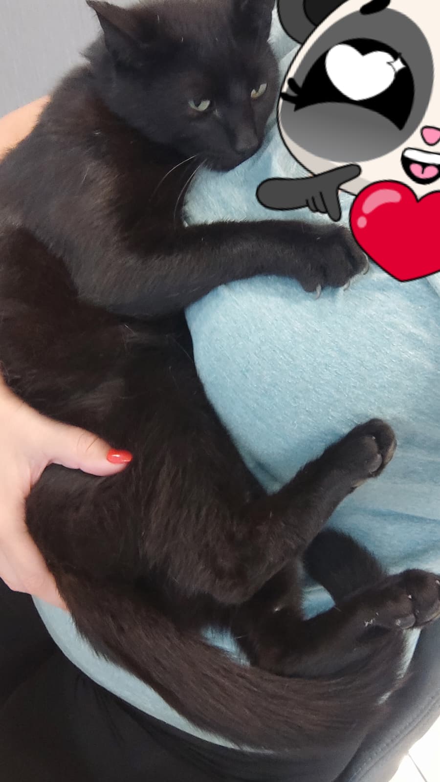 Vermisst: Kater Barsik