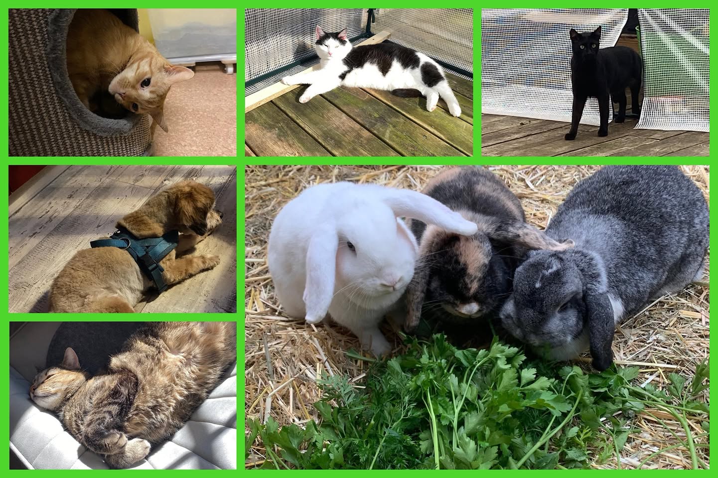 Frohe Ostern Frohe Ostern